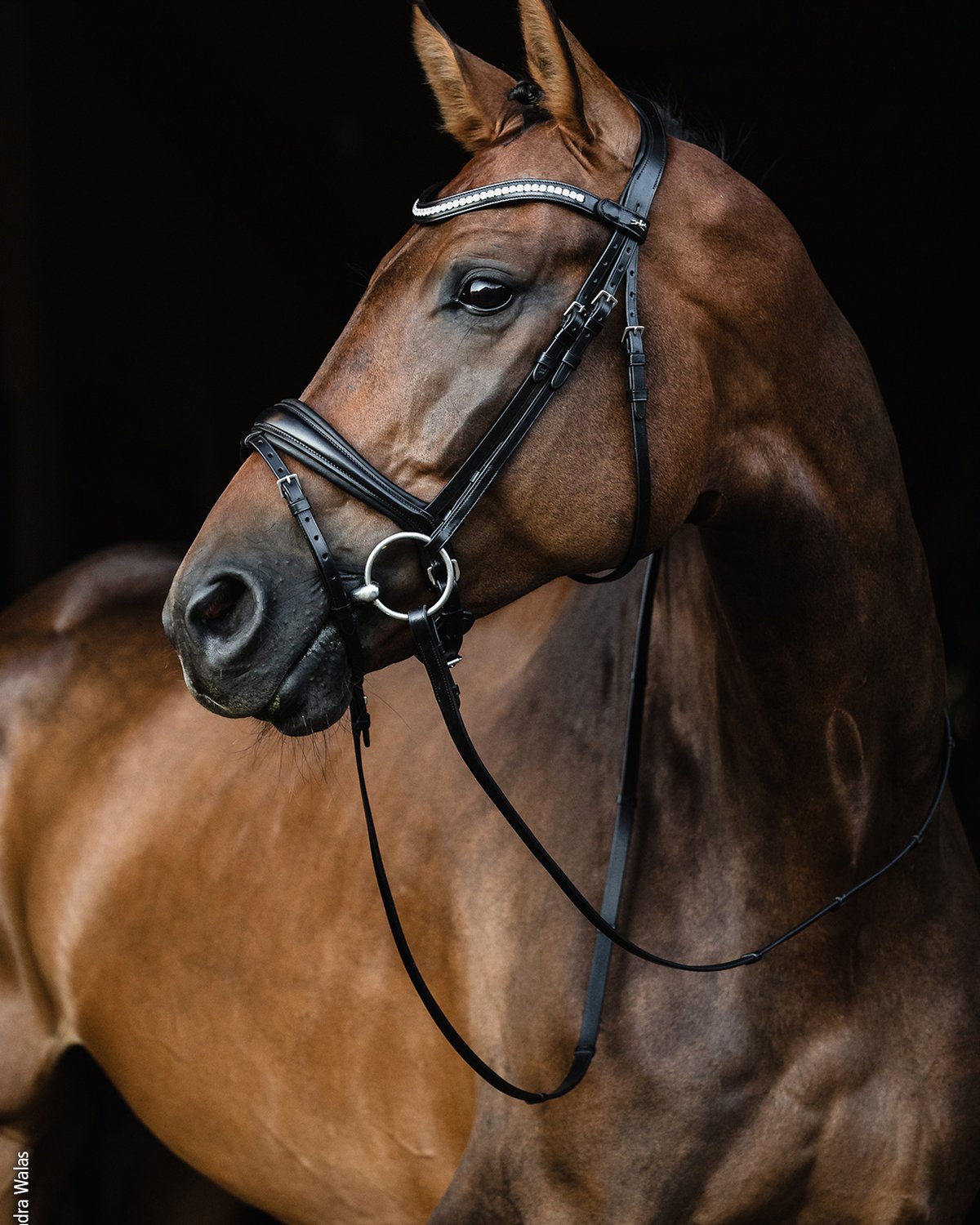 Schockemohle Bridle Charleston black/silver