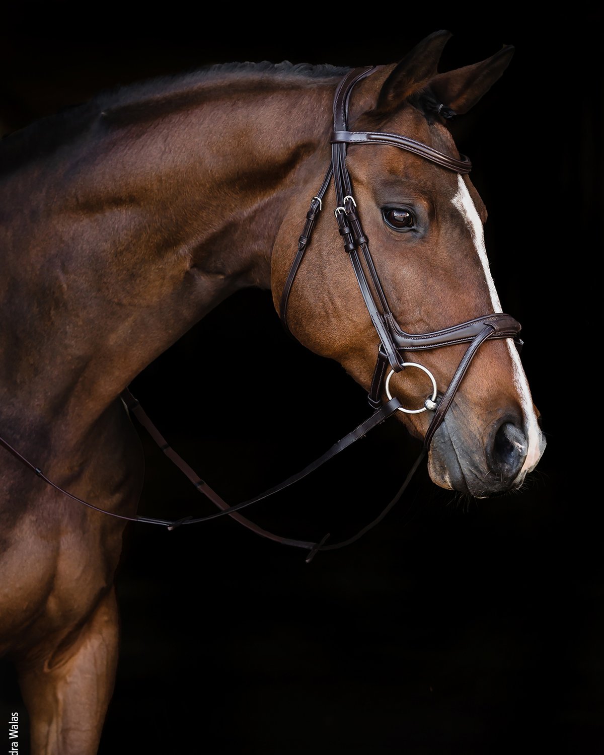 Schockemohle Bridle Ancona Select espresso/silver