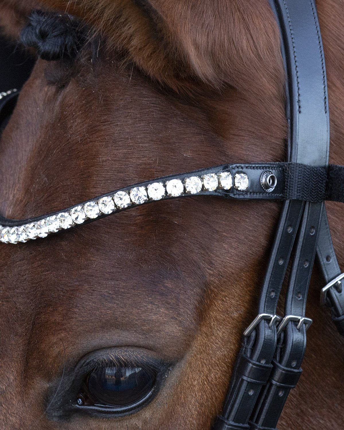 Schockemohle Bridle Siena black/patent/grey
