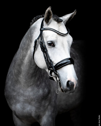 Gray Horse with Black SCHOCKEMOHLE Double Bridle Venice - Anatomically Shaped, Crystal Browband, Equestrian Equipment