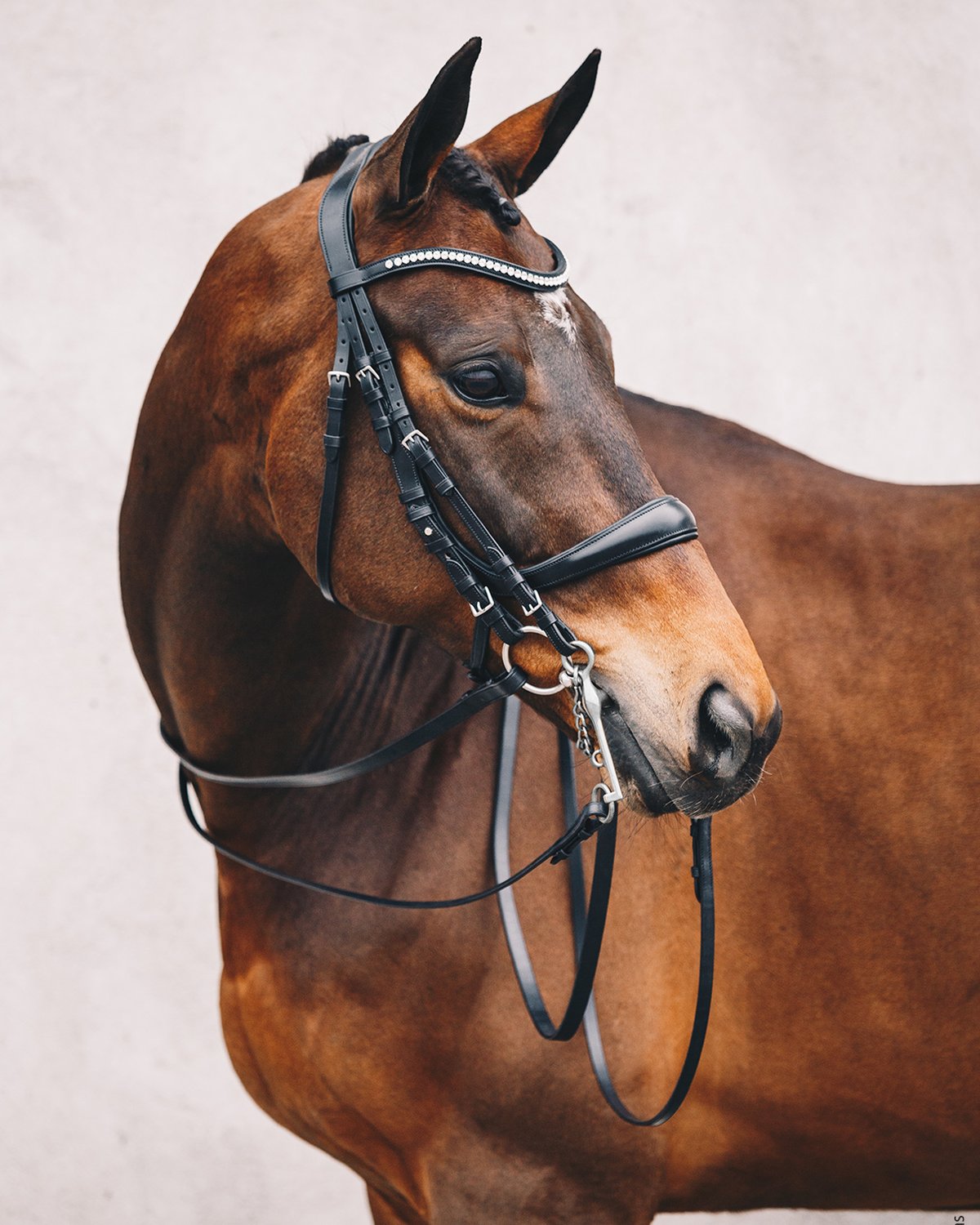 Schockemohle Double Bridle Equitus Gamma black/silver
