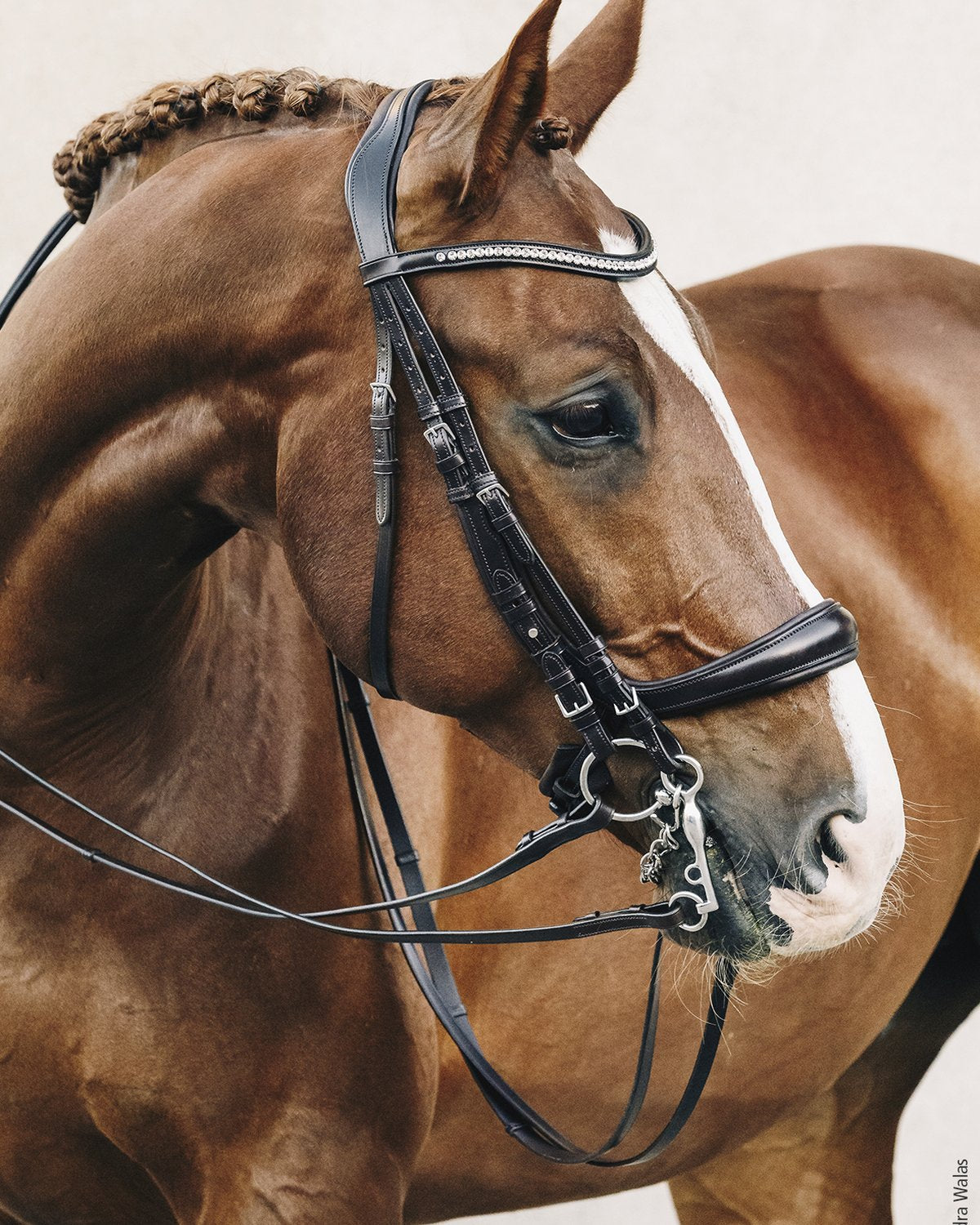 Schockemohle Double Bridle Equitus Gamma black/silver