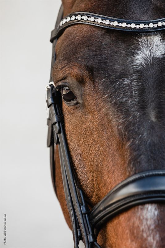 Schockemohle Double Bridle Milton Black/Silver | Equiflair