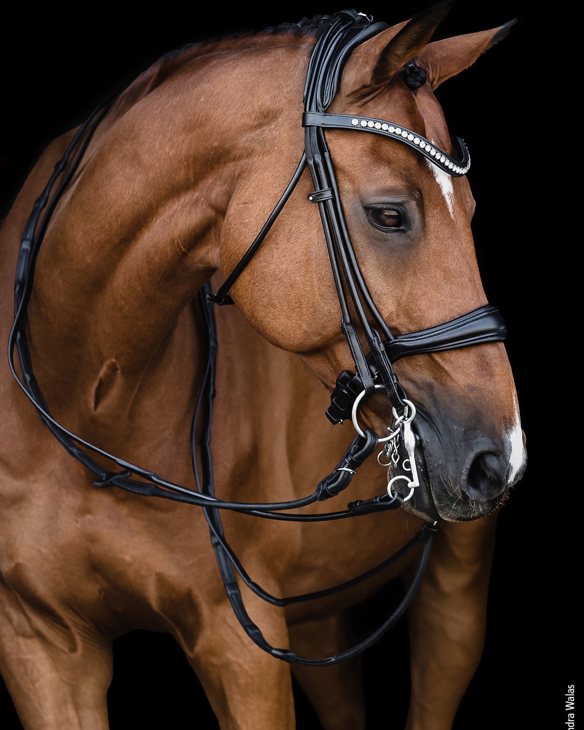 Schockemöhle Kensington Double Bridle Black/Silver: Horse riding equipment with crystal browband