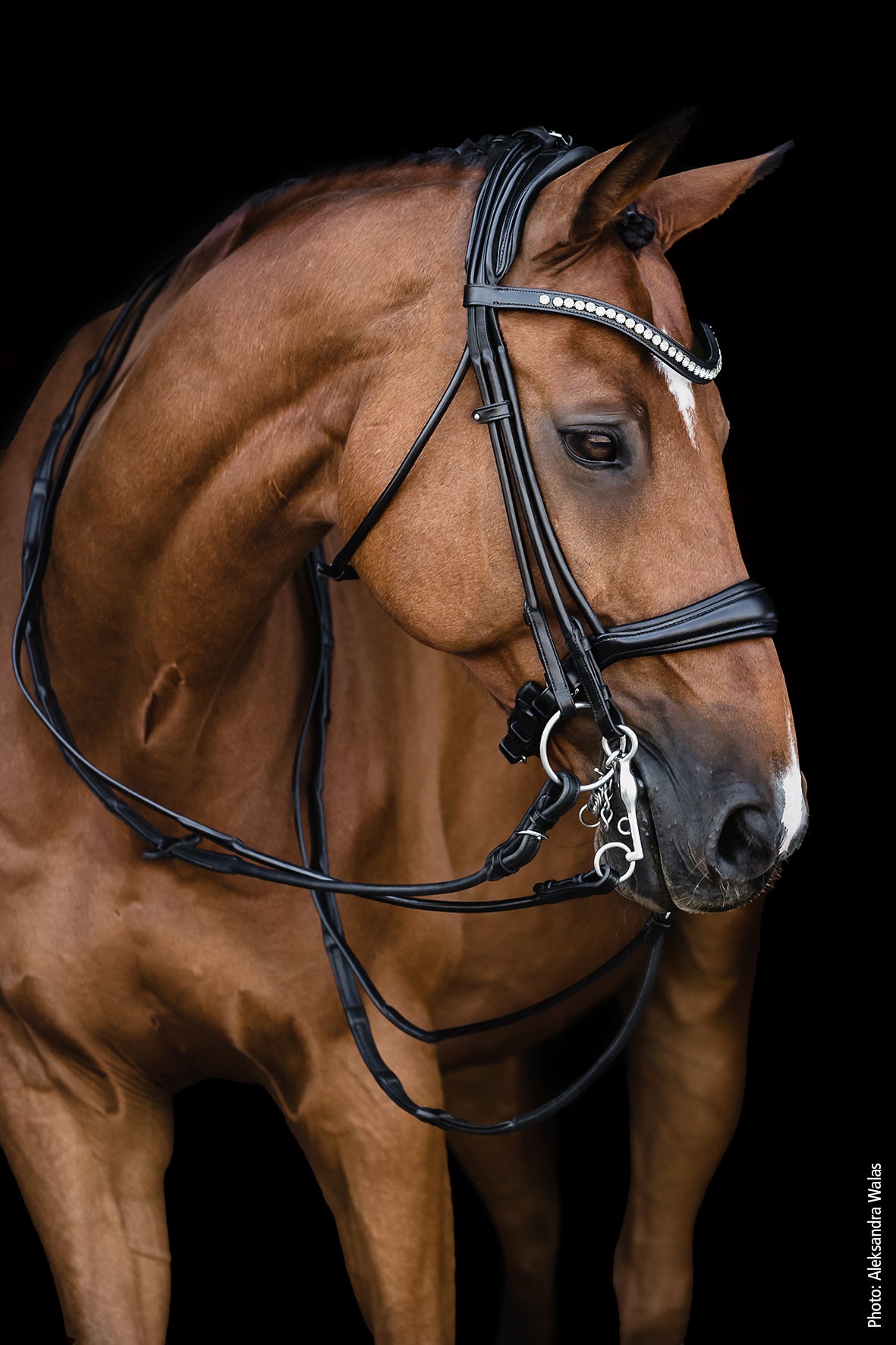 Schockemohle Double Bridle Kensington Espresso/Silver with Crystals on Chestnut Horse
