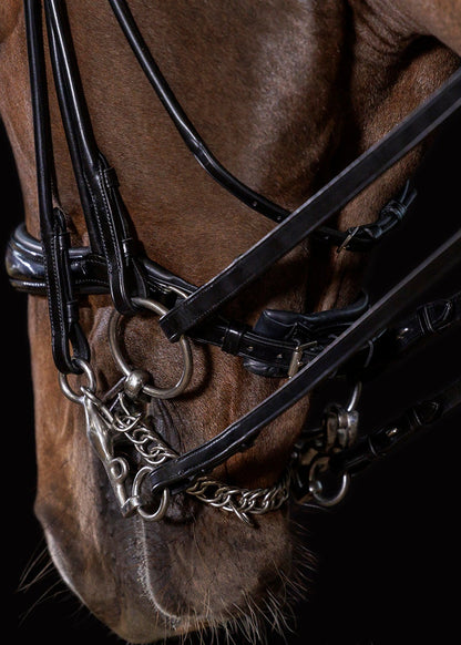 Schockemohle Kensington espresso double bridle with crystal browband on horse