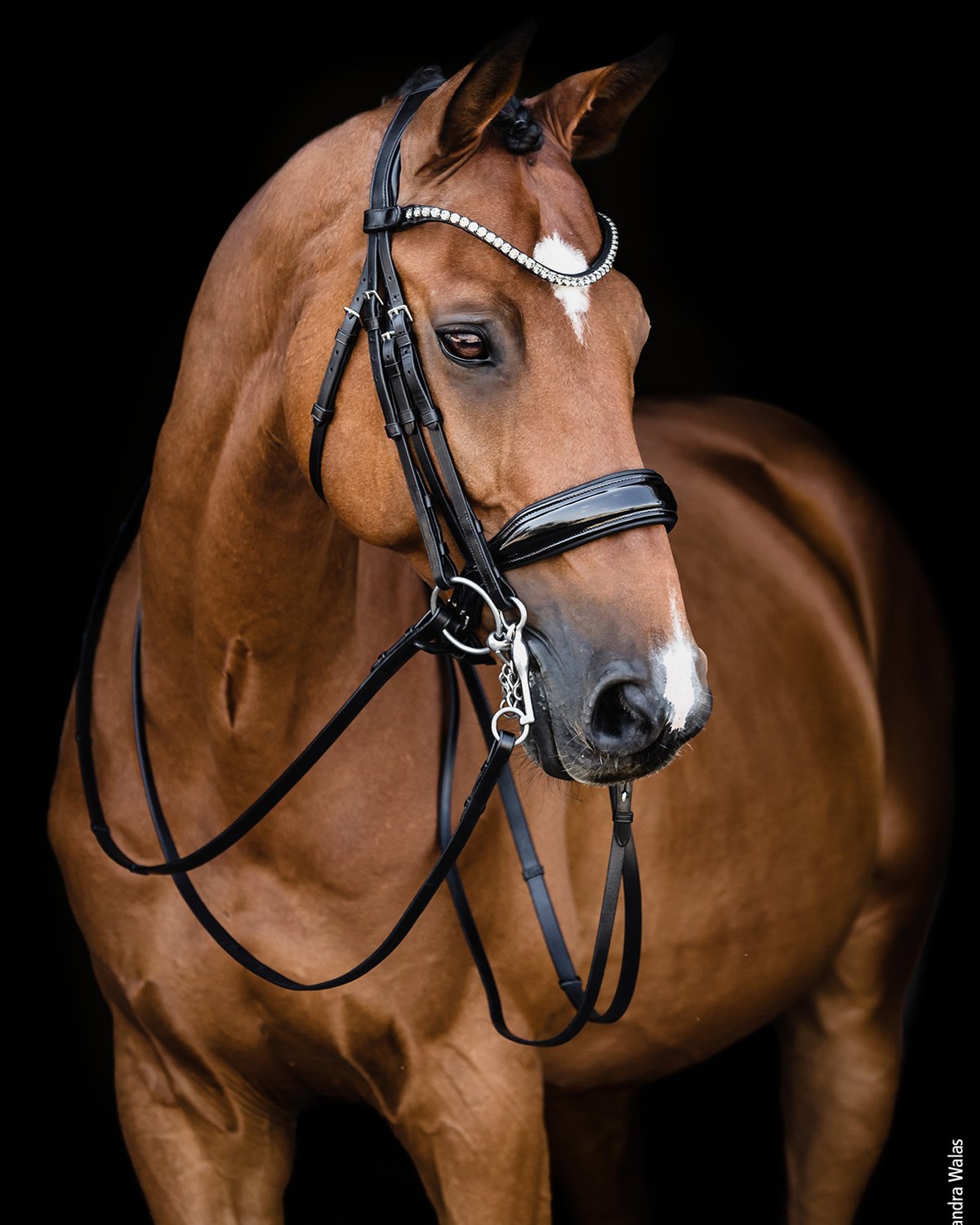 Schockemohle Double Bridle Milazzo black/patent/grey