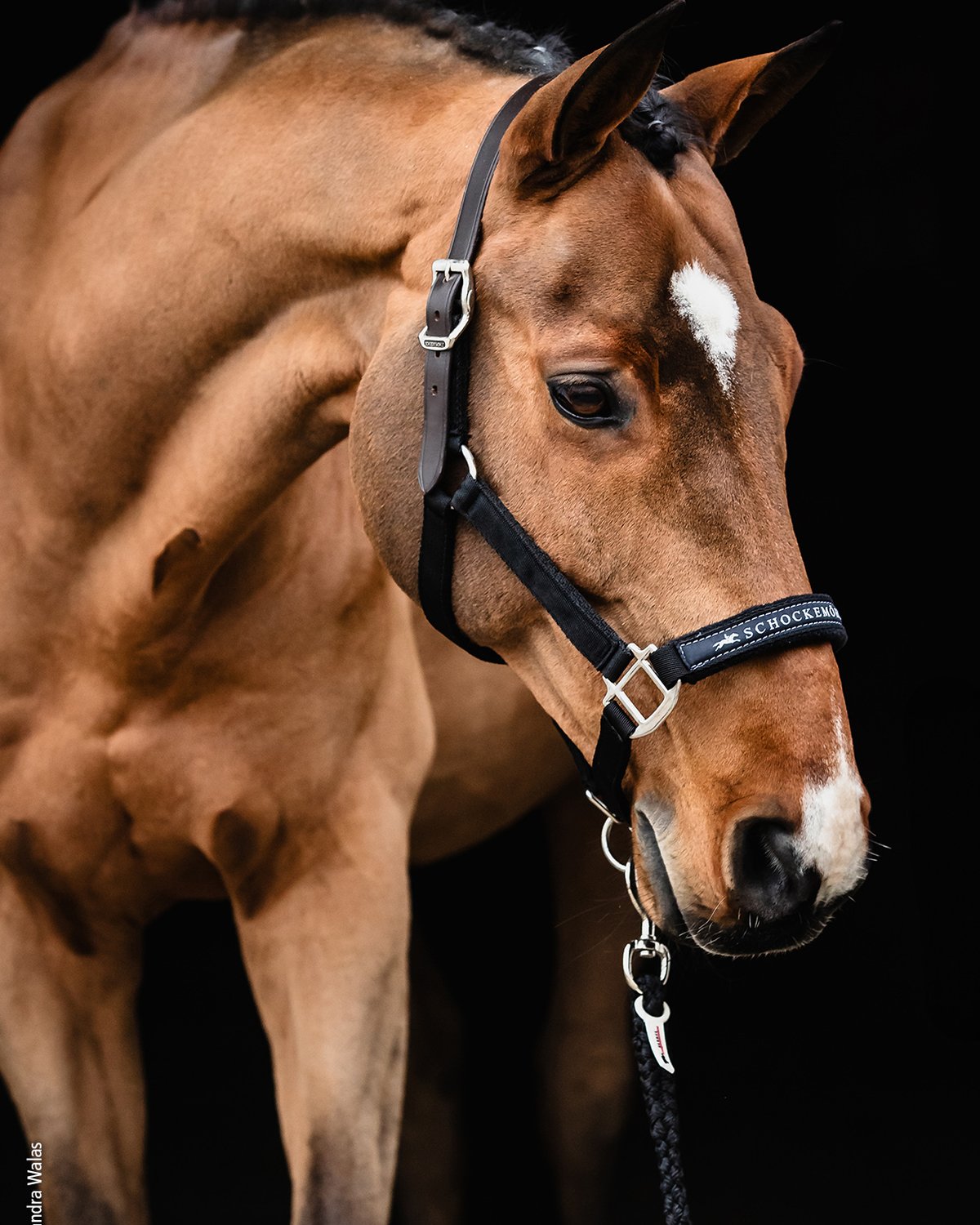 Schockemohle Head Collar Memphis Breakaway black