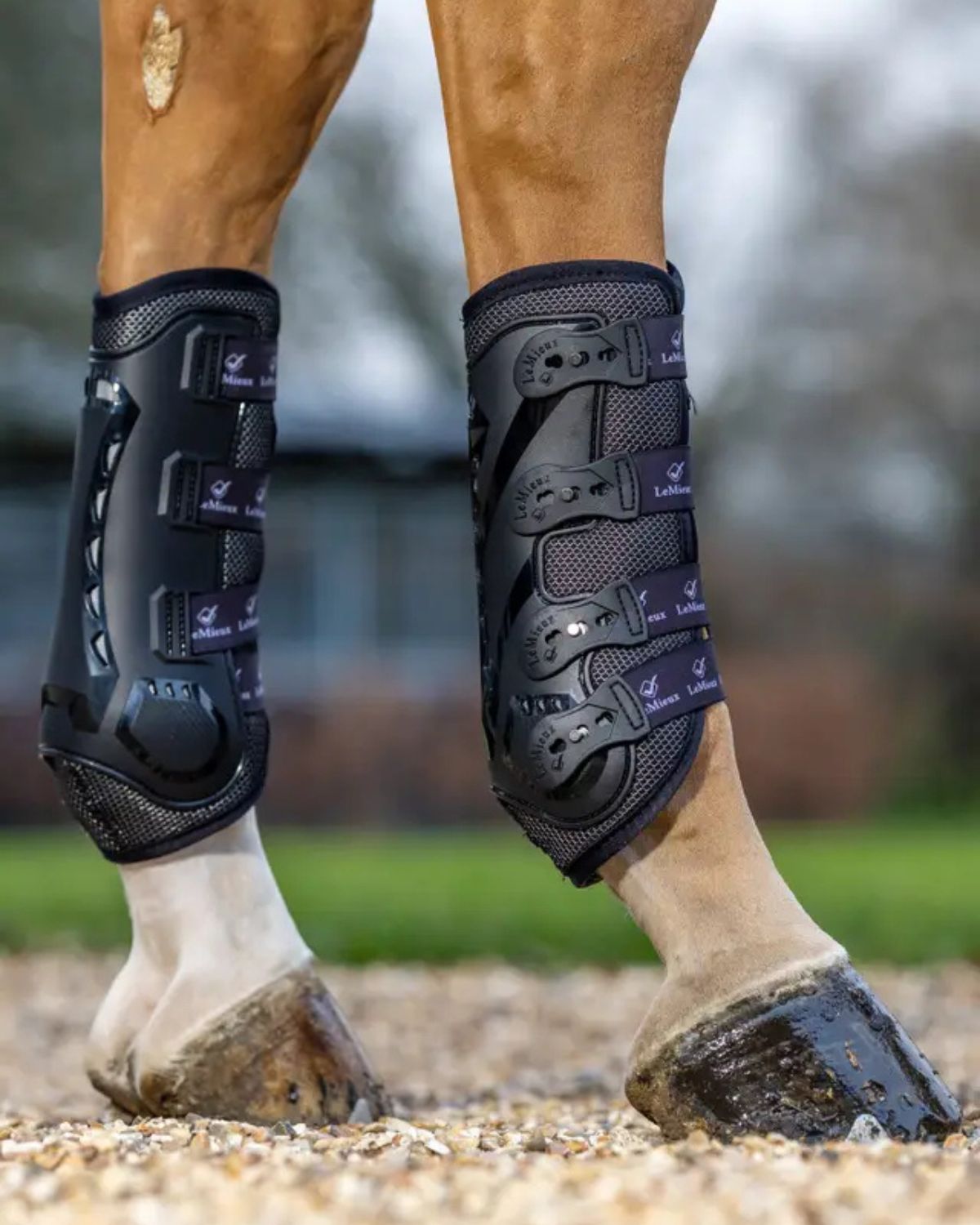 Horse Leg Protection: Lemieux Ultra Mesh Snug Boots Hind Black - Equine Legwear