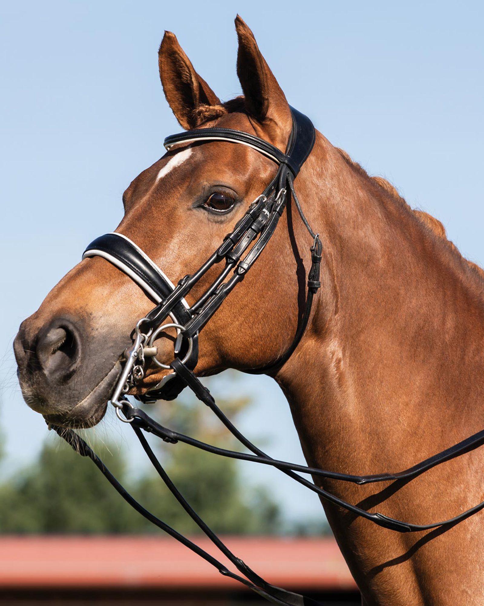 Acavallo Giocanda Bridle Calfskin & Double Reins Black