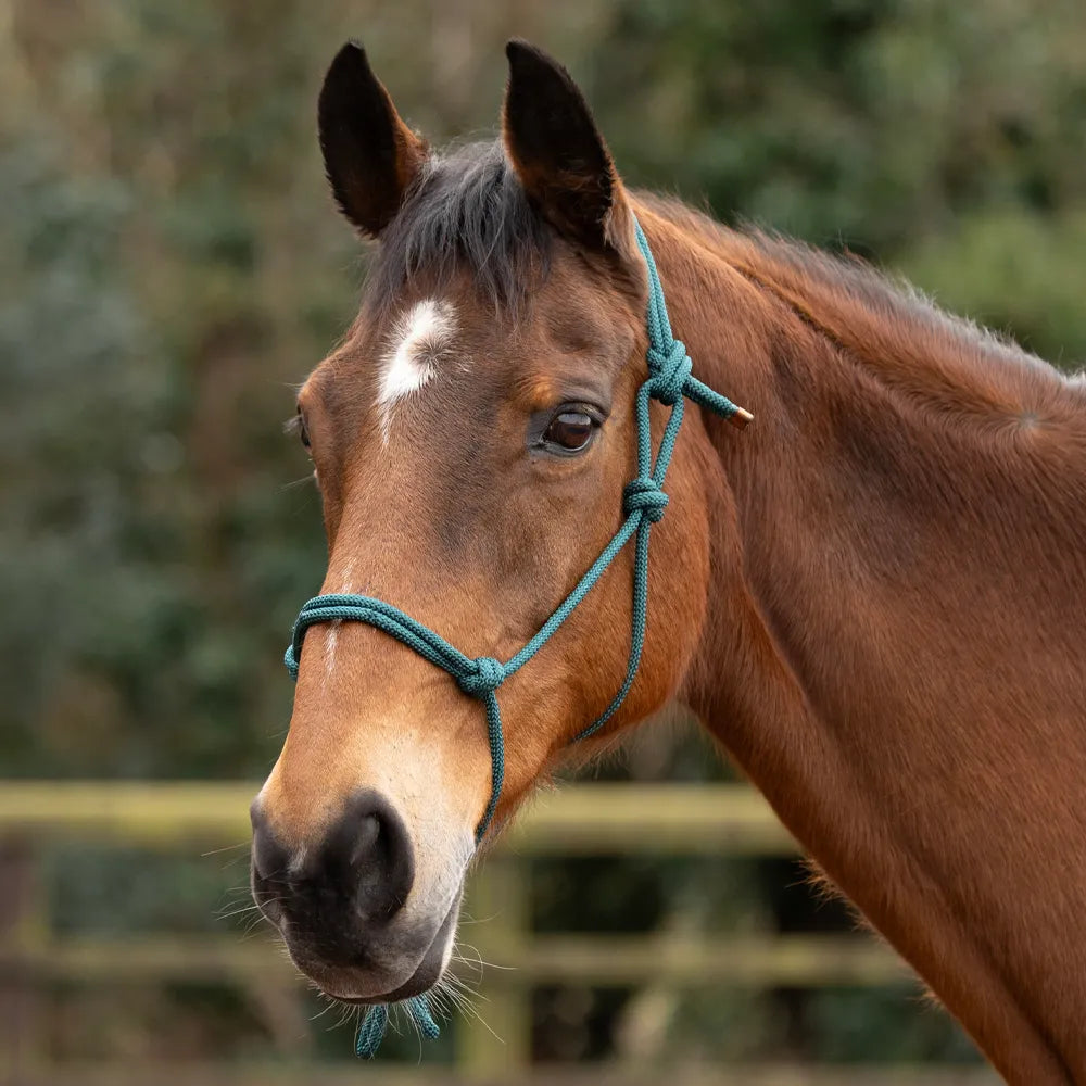Hy Equestrian Rope Halter - Red