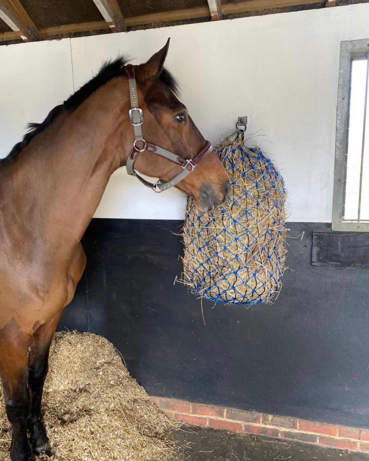 Bay Horse Eating Hay from Blue Hay Net in Stable | Slow Feeding | Equine Care