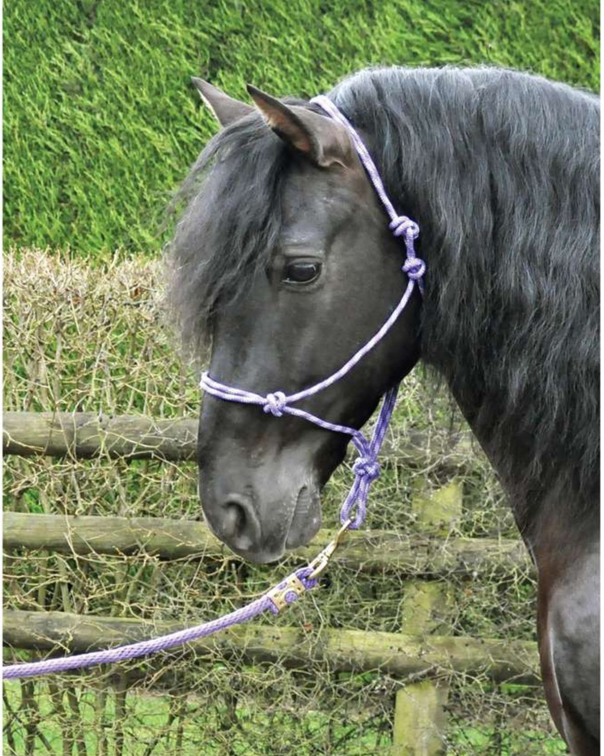 KM Elite Rope Halter Purple/Lilac