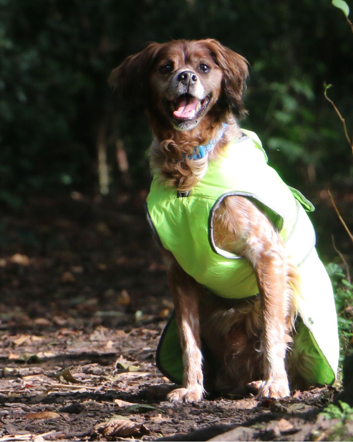 Ancol Stormguard Dog Coat Hi-Vis Yellow