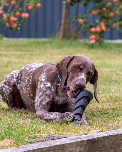 Ancol Tough Treat Dispenser Dog Toy