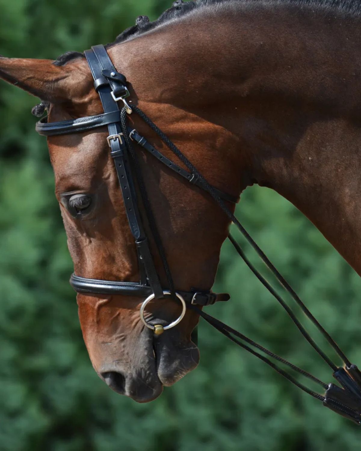 Hy Equestrian De Gouge Black