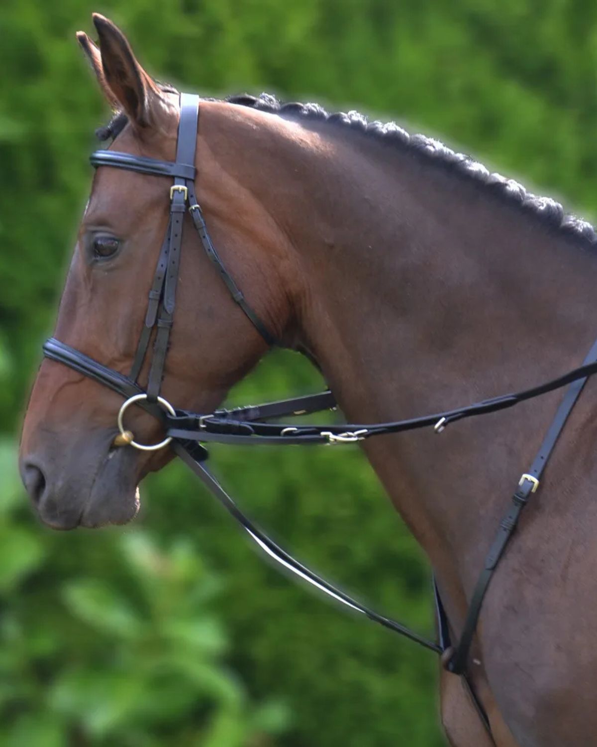 Hy Equestrian Market Harborough Black