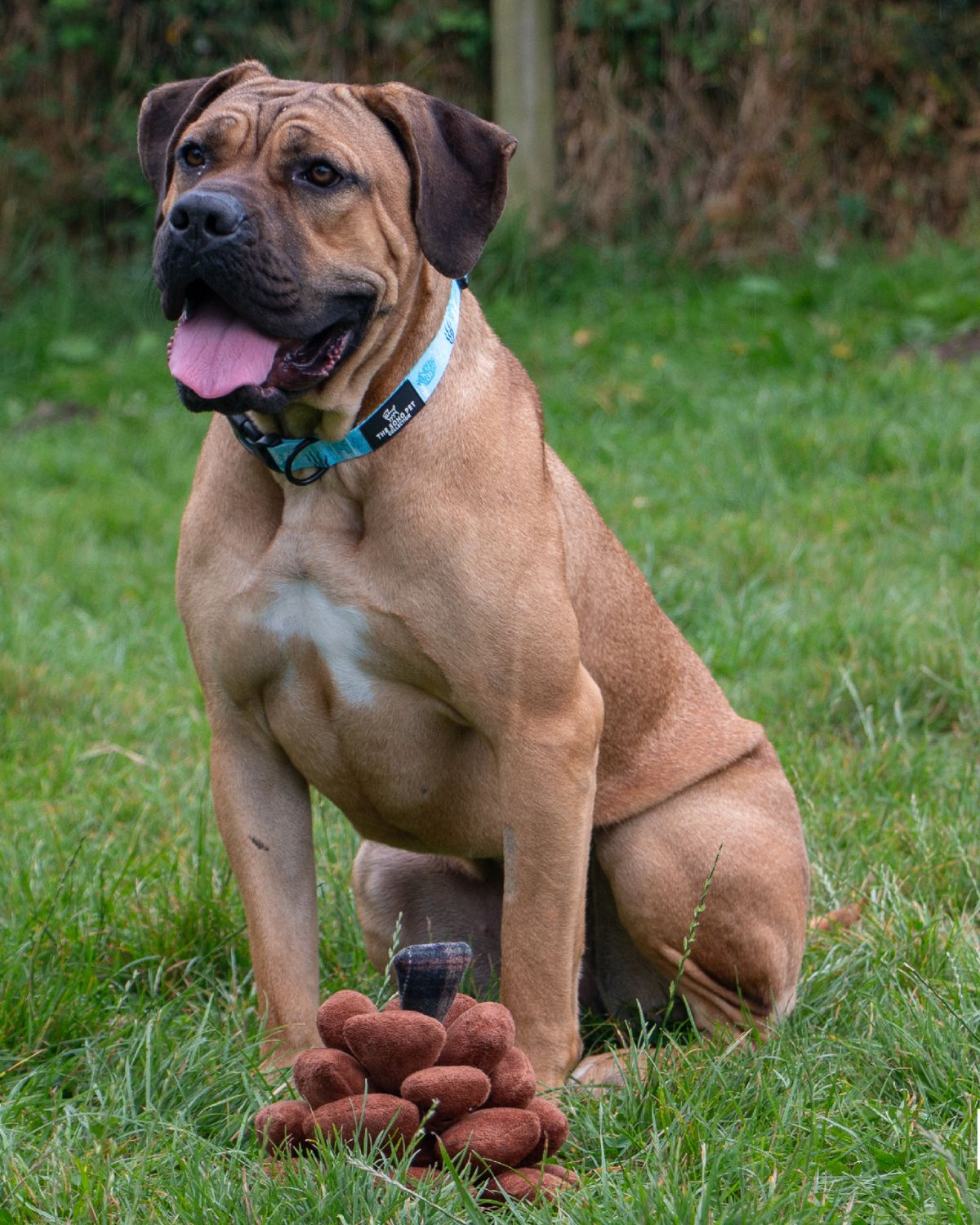 Ancol Heritage Peter Pine Cone Dog Toy