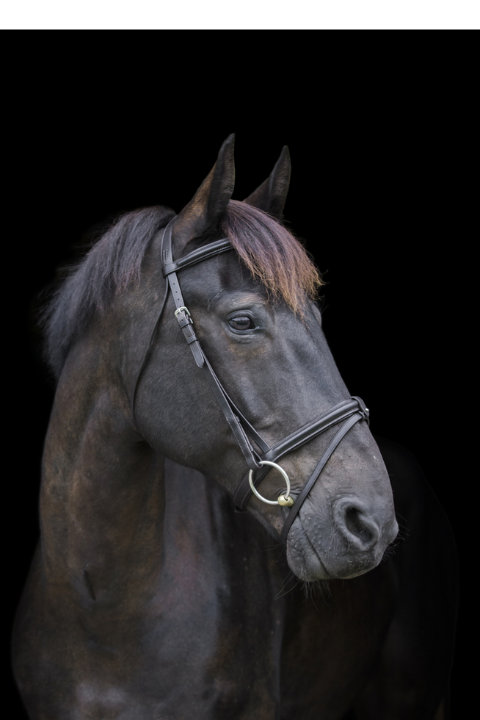 Cameo Core Comfort Brown Horse Bridle - Equiflair: Leather bridle with removable flash for equestrian riders. Comfort & versatility.