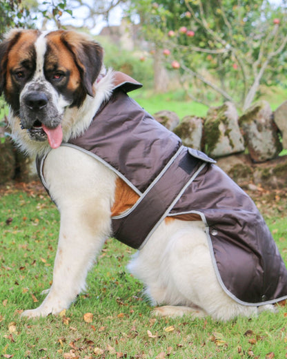 Ancol Stormguard Dog Coat Chocolate