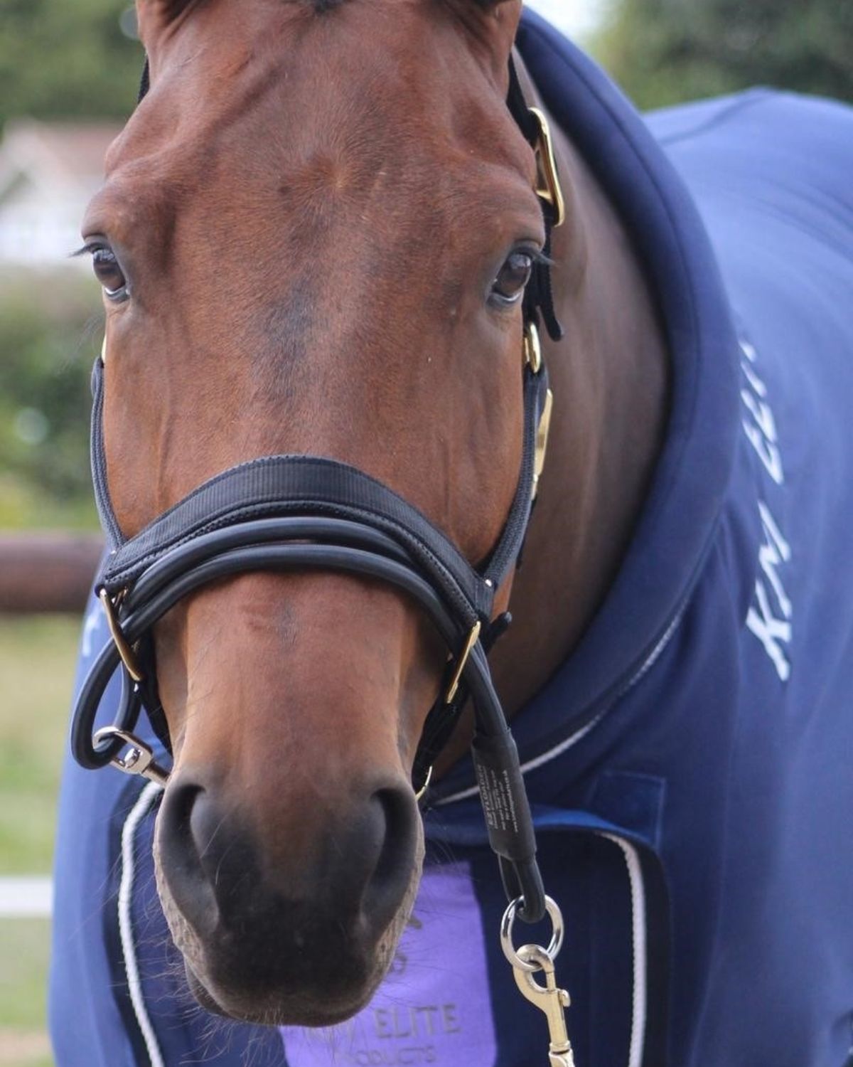 KM Elite Ezyloader Headcollar Adaptor