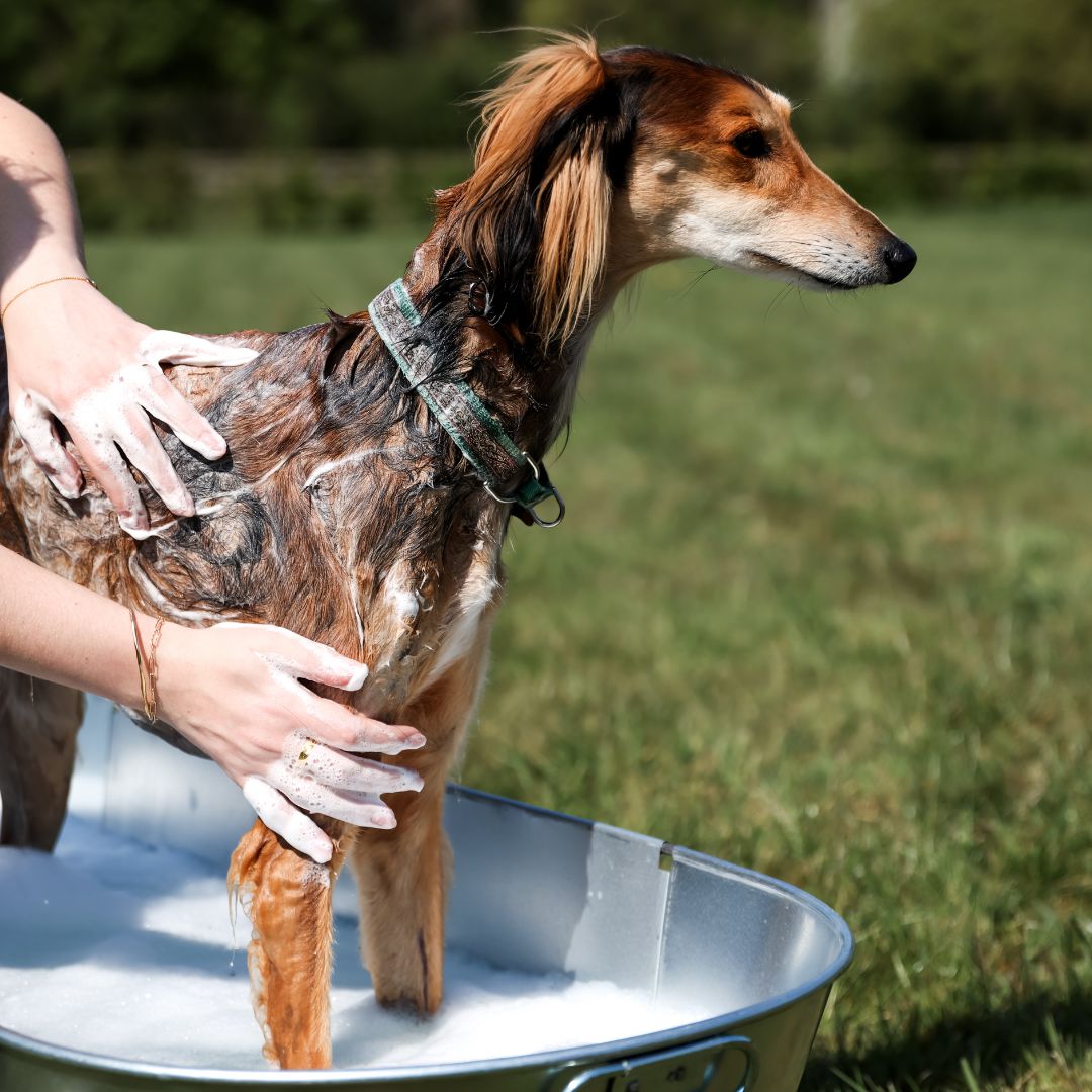 Saluki dog getting a soothing oatmeal shampoo bath outdoors with Equine America Oat-So-Soothing Dog Shampoo.