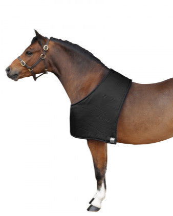 Horse wearing a black rug on a white background