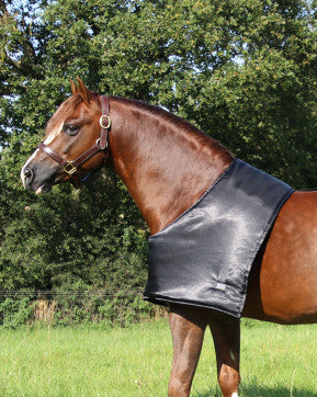 Brown horse wearing a black leather bridle in a grassy field with trees in the background