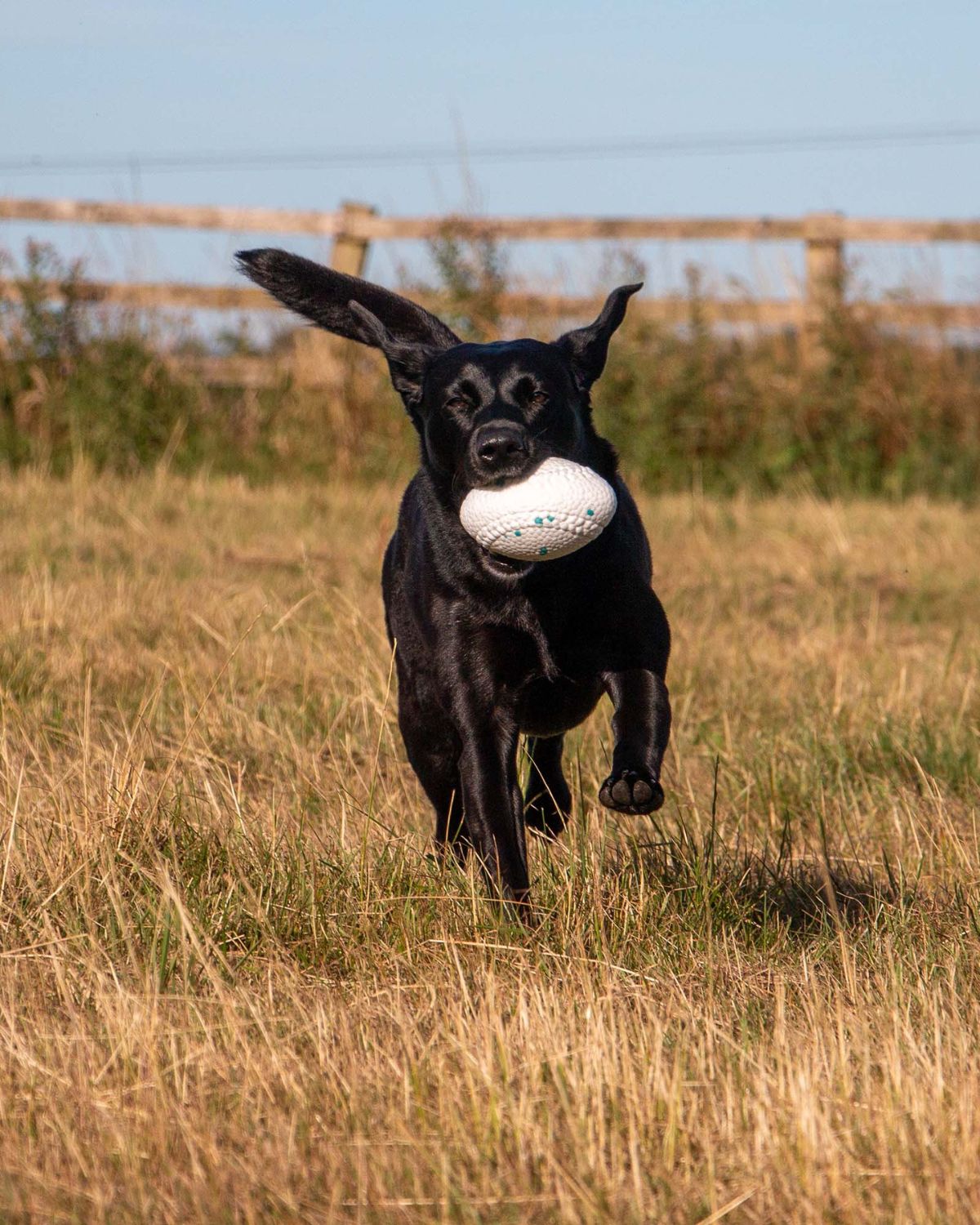 Ancol Chase Floating Rugby Ball Dog Toy