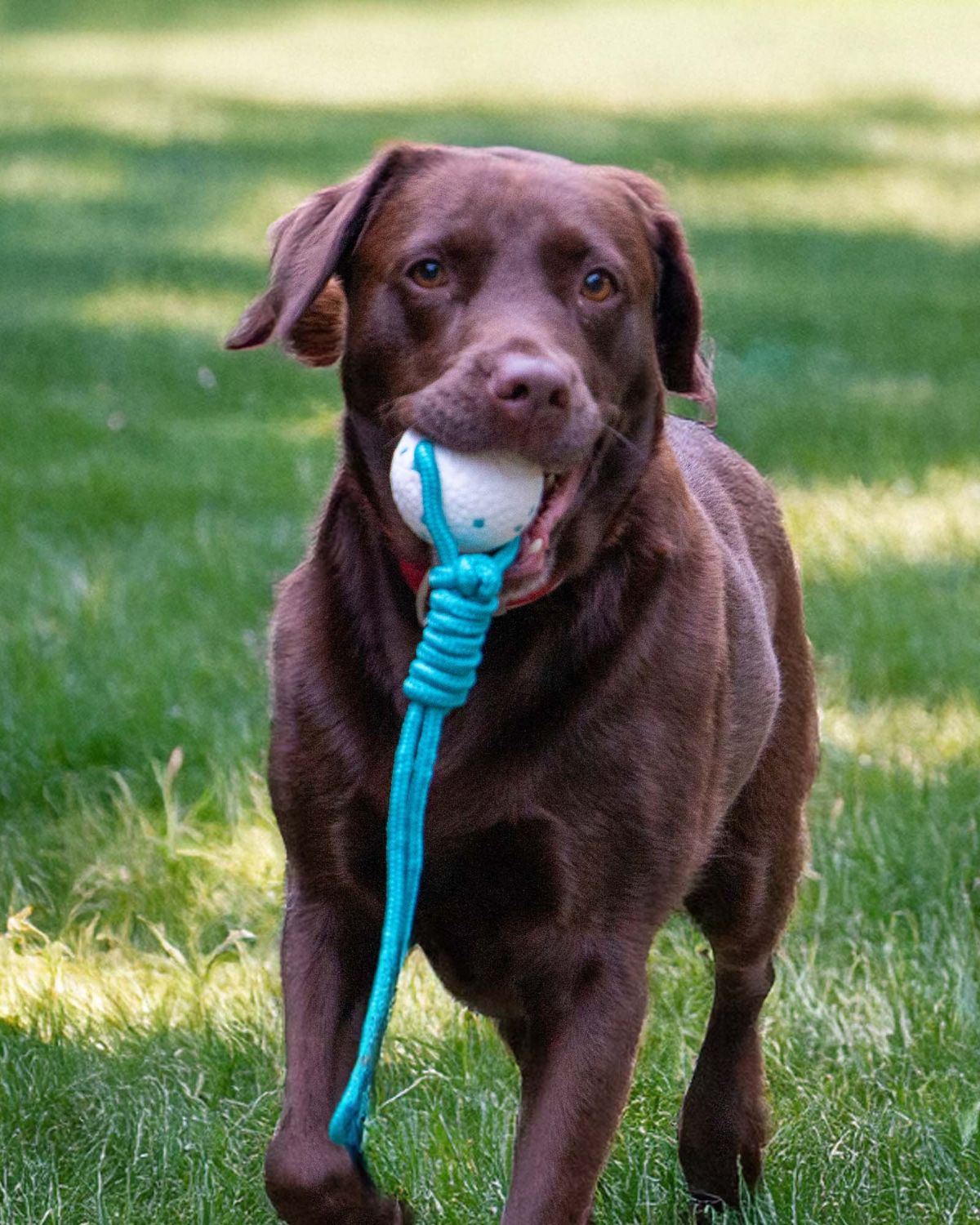 Ancol Chase Floating Ropey Ball Tug Dog Toy