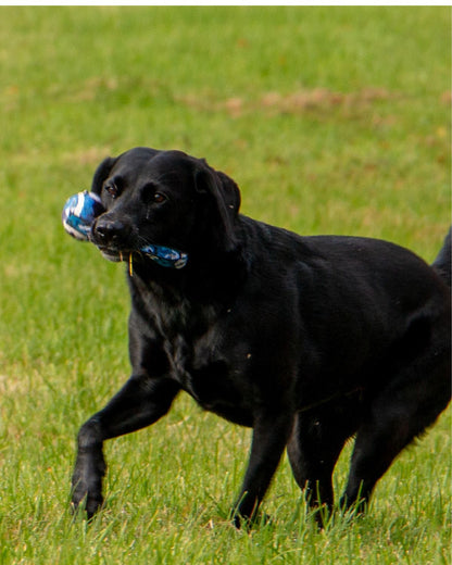 Ancol Chase Tennis Ball With Strap Dog Toy