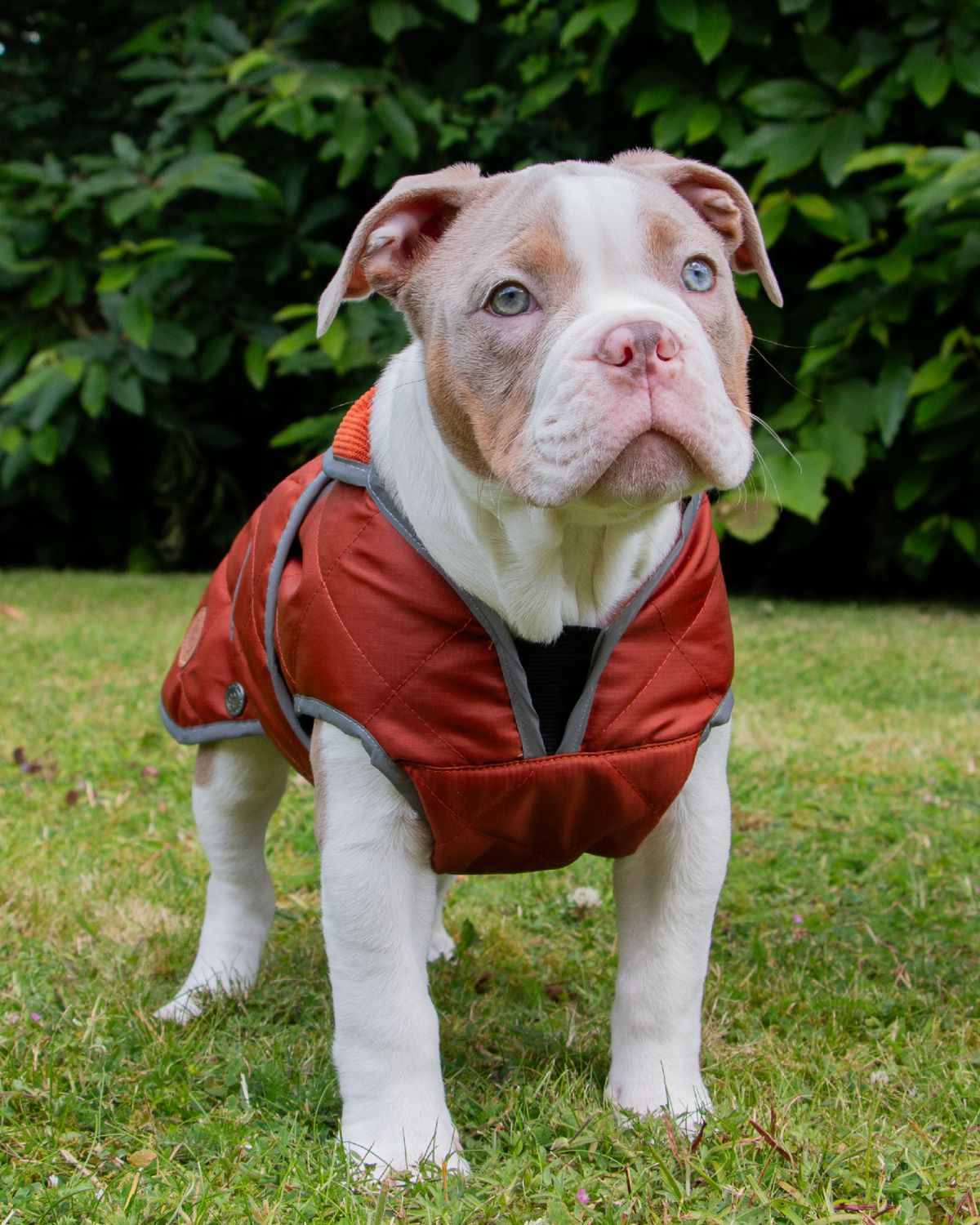 Ancol Heritage Quilted Dog Coat Terracotta