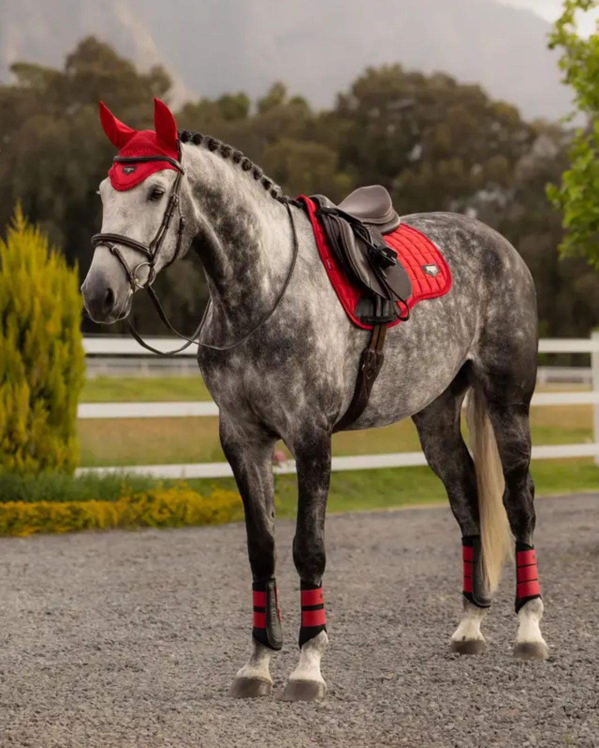 Dapple Grey Horse LeMieux Equestrian in Red Saddle Pad & Bandages - Dressage - Large