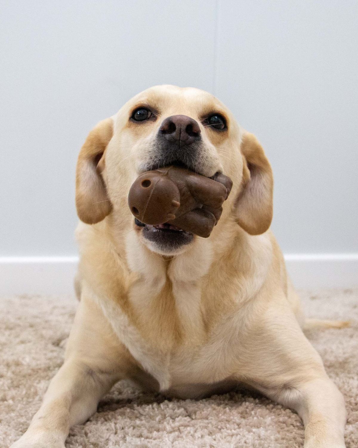 Ancol Tough Coffee Grounds Hippo Dog Toy