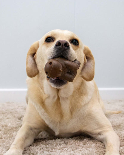 Ancol Tough Coffee Grounds Hippo Dog Toy