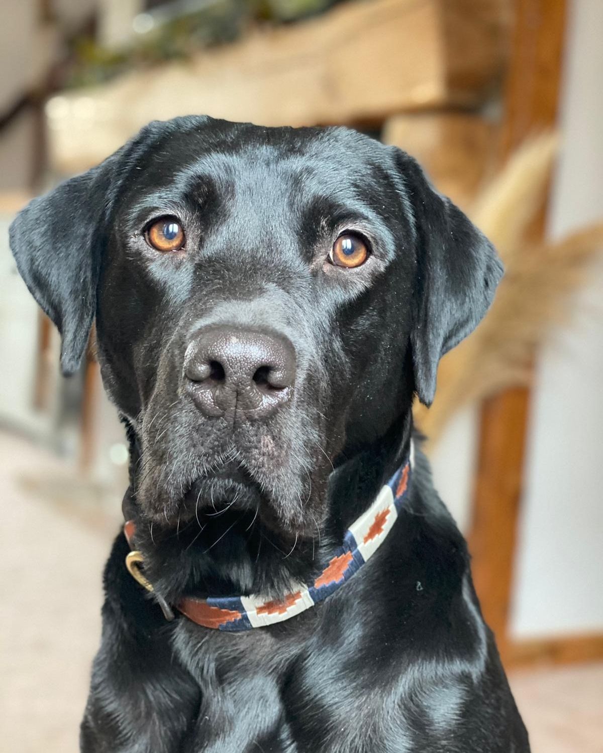Black Labrador with Argentinian Dog Collar - KM Elite Admiral Leather Polo Style Dog Collar