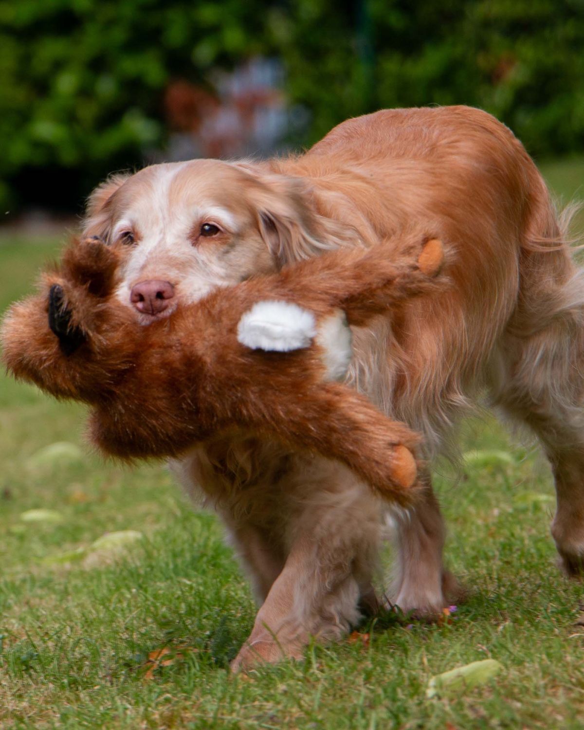Ancol Heritage Harris Hare Dog Toy