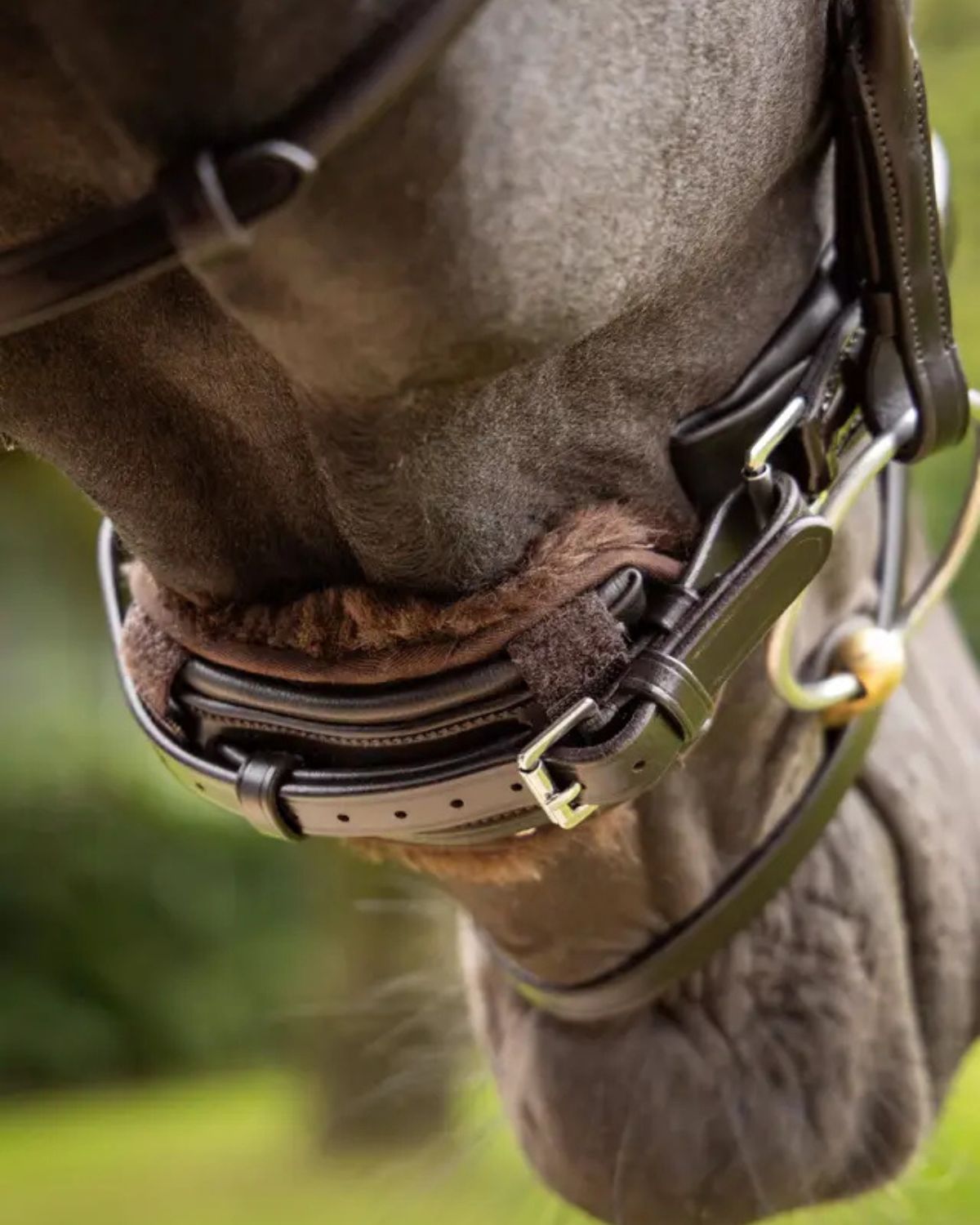 LEMIEUX Simuwool Brown Chin/Noseband Guard - Comfortable Horse Tack from Equiflair