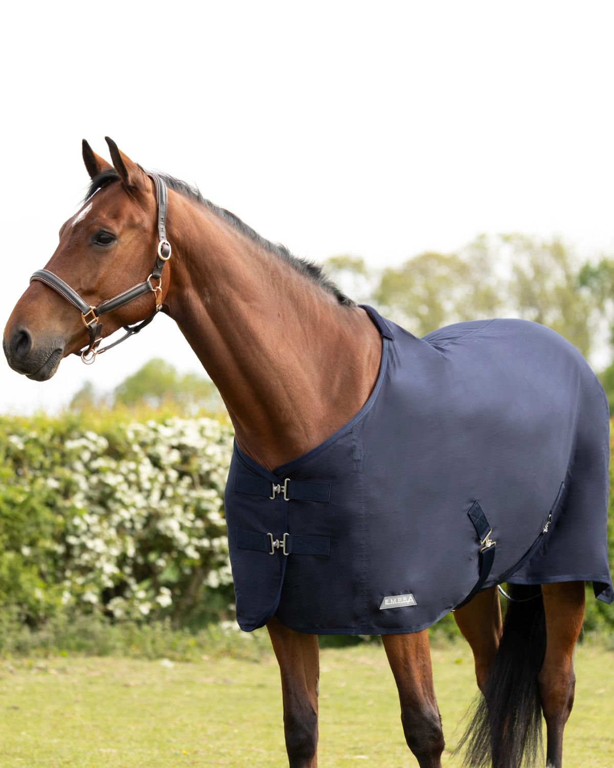StormX Empra Pima Cotton Sheet - Navy