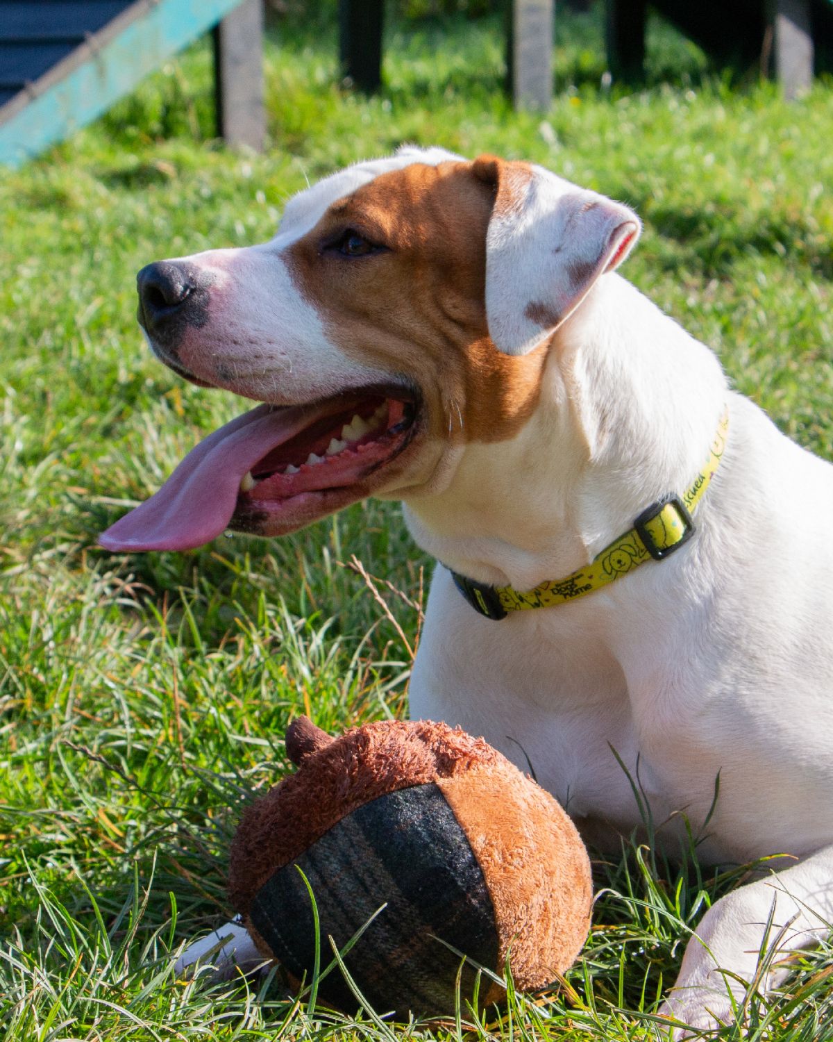 Ancol Heritage Annie Acorn Dog Toy