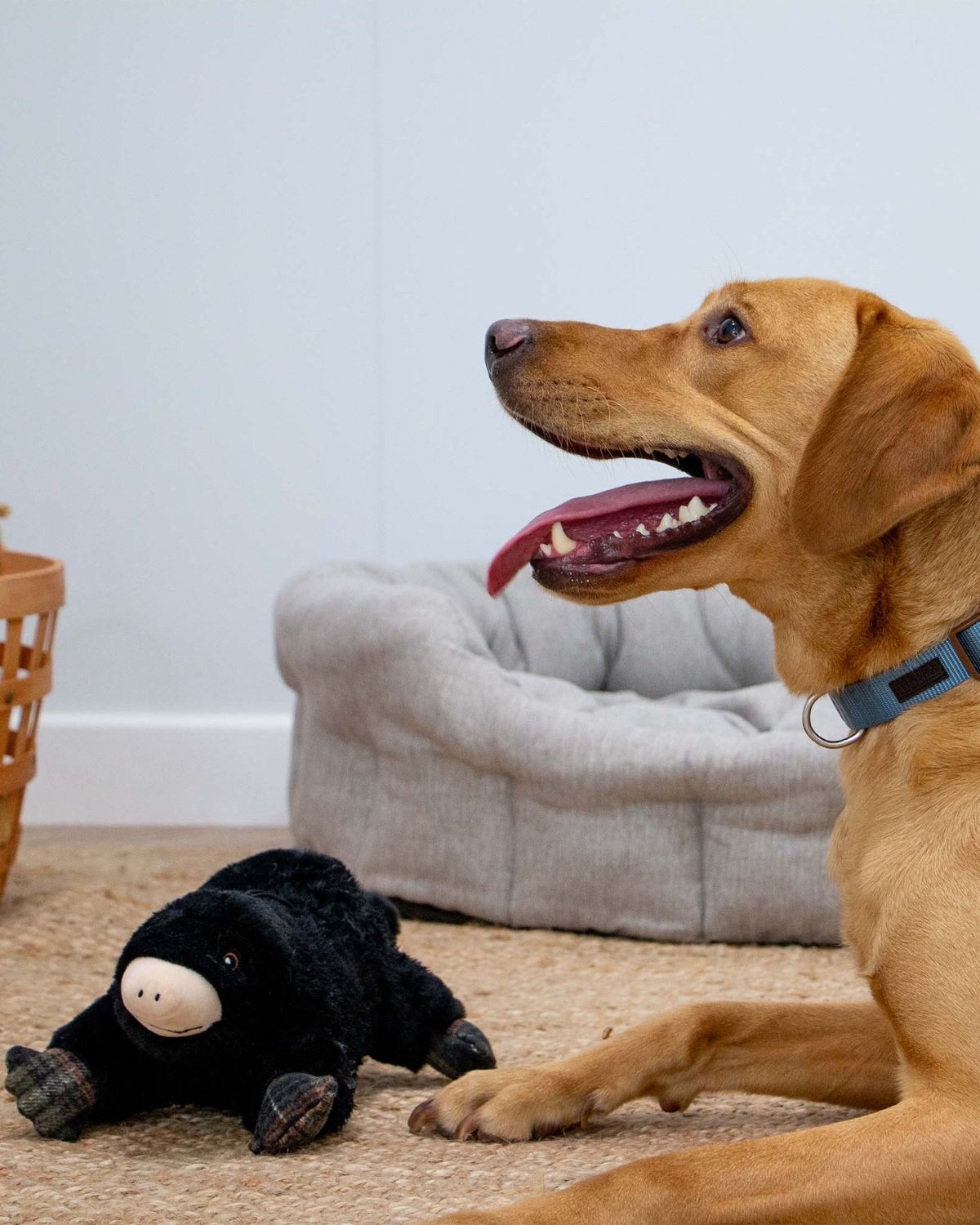 Ancol Heritage Montgomery Mole Dog Toy