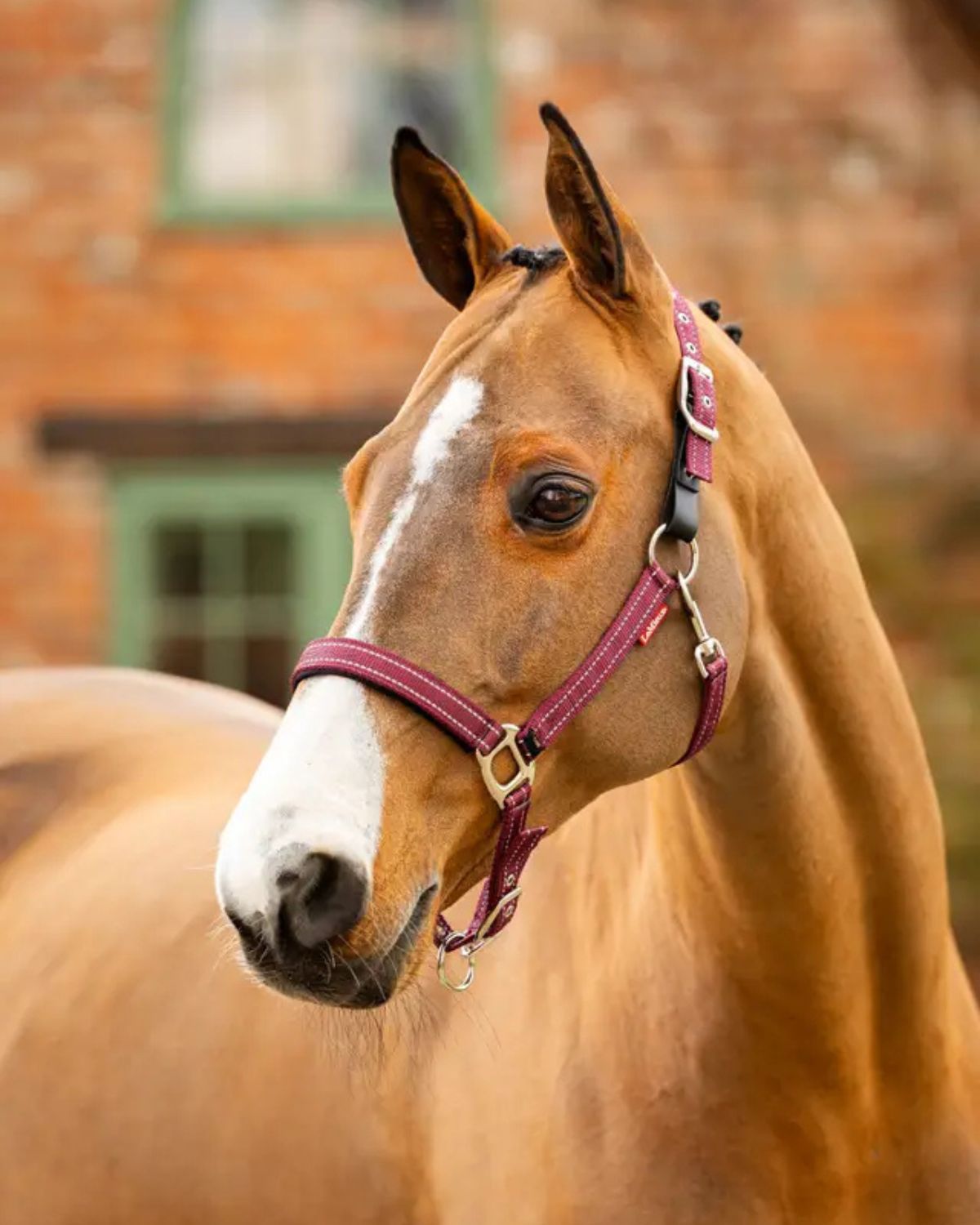 LeMieux Essential Yard Headcollar Burgundy