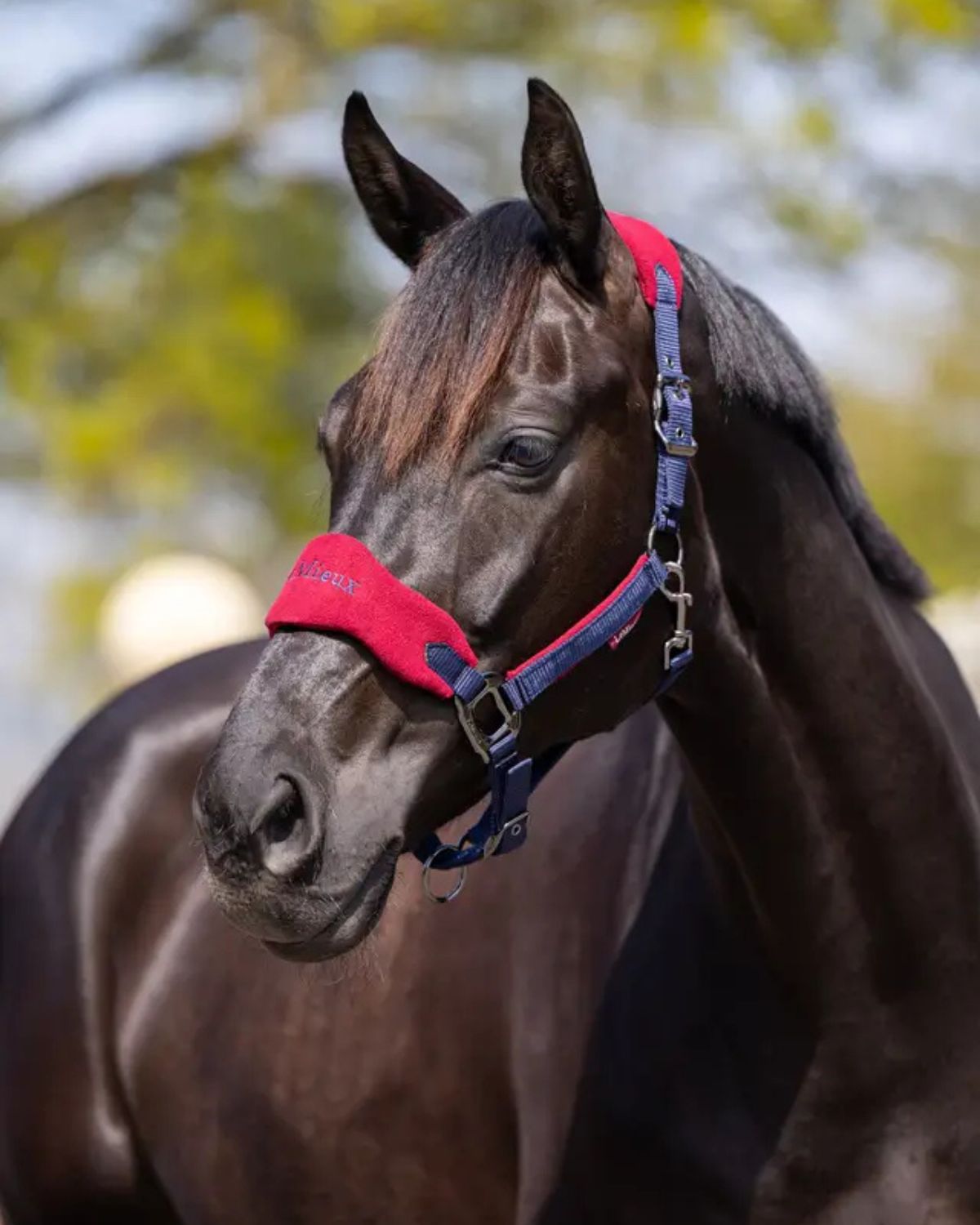 LeMieux Vogue Headcollar in Burgundy | Horse Headcollar at Equiflair Saddlery