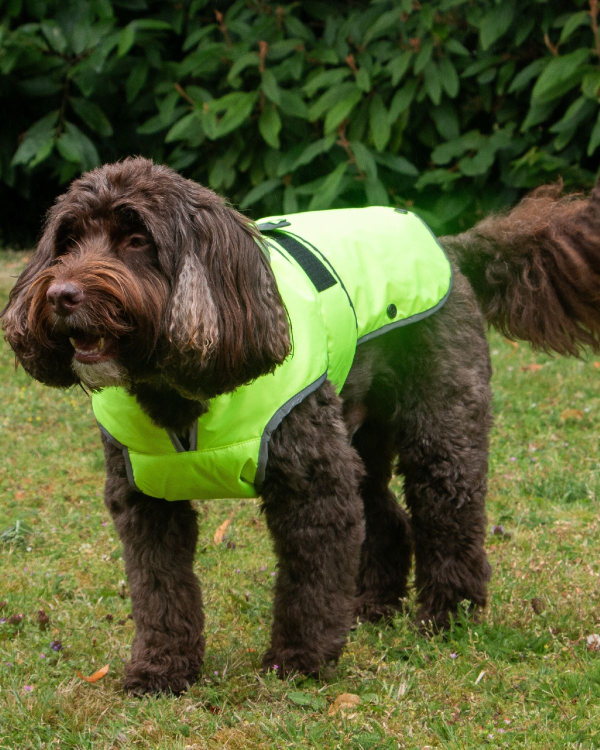Ancol Stormguard Dog Coat Hi-Vis Yellow