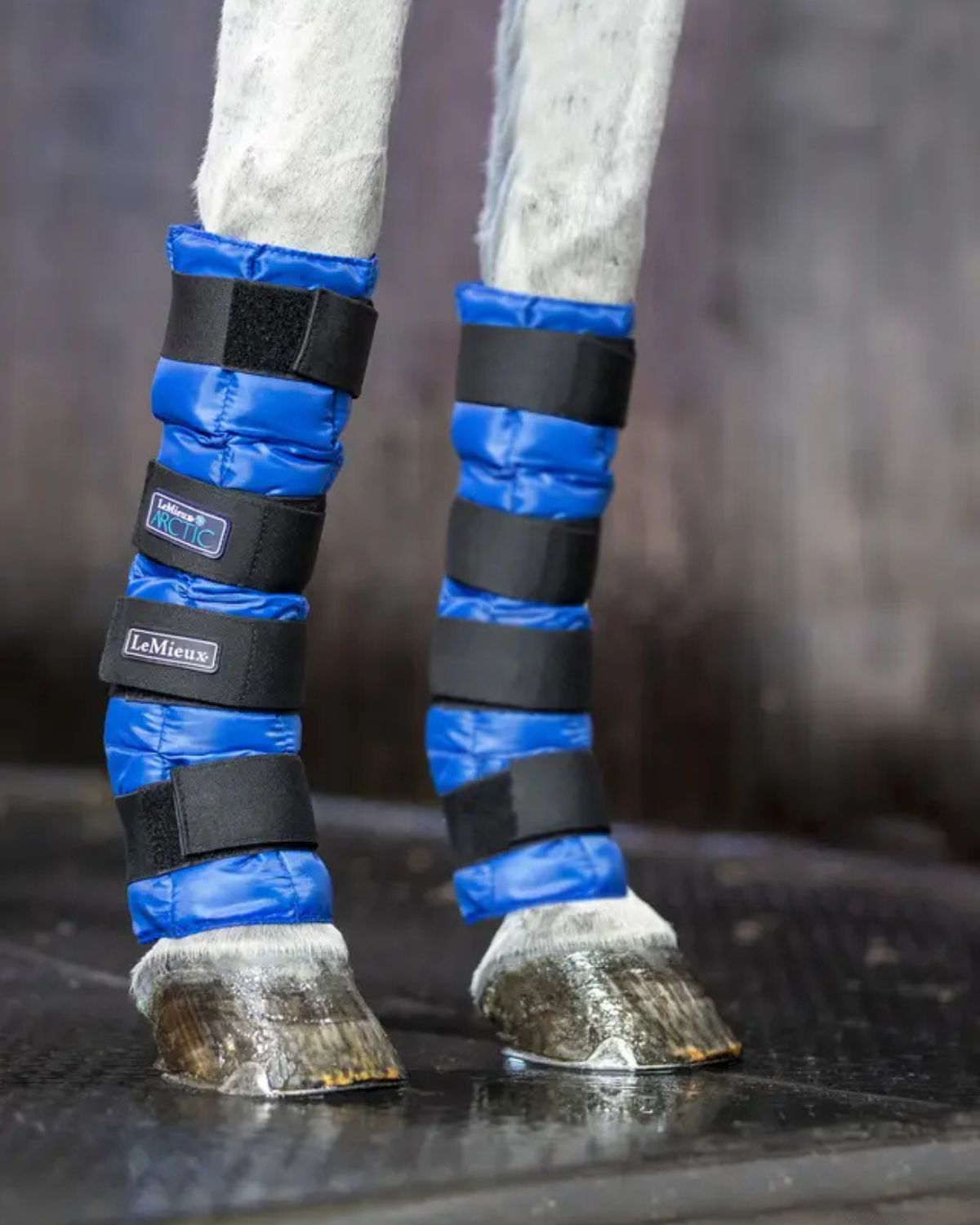 LeMieux Arctic Ice Boot (Pair) Blue