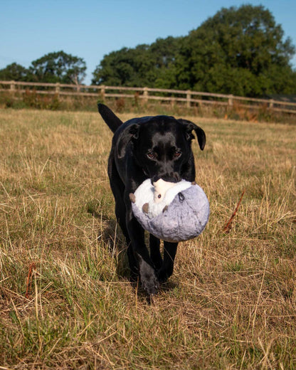 Ancol Heritage Harry Hedgehog Dog Toy