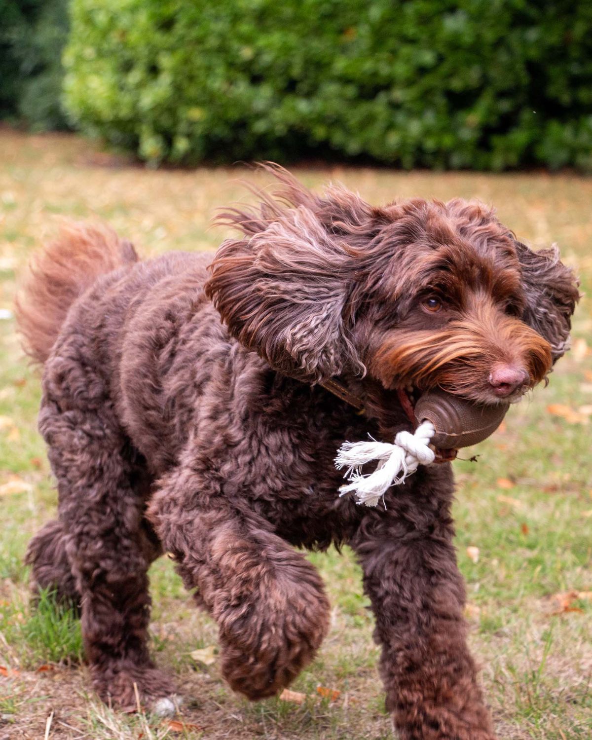 Ancol Tough Coffee Grounds Ropey Rugby Tugger Dog Toy