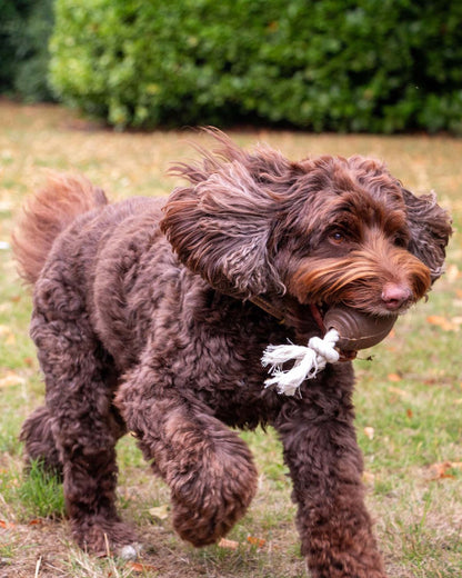 Ancol Tough Coffee Grounds Ropey Rugby Tugger Dog Toy