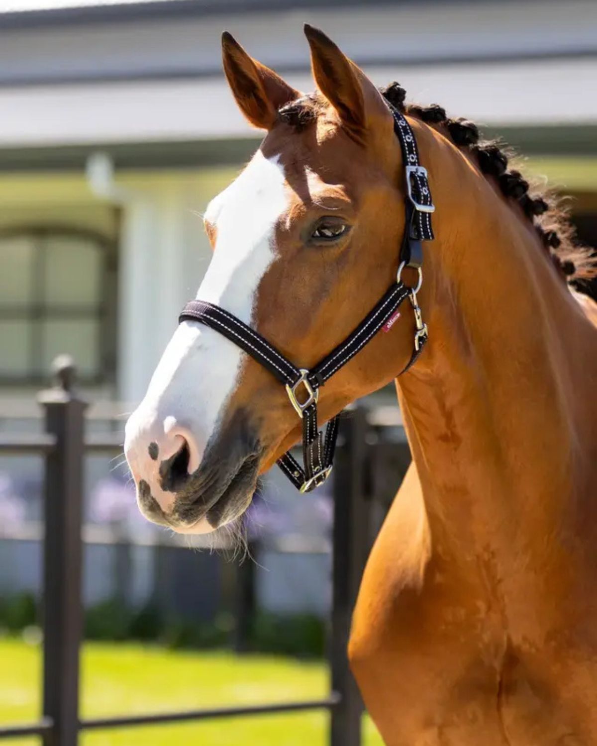 LeMieux Essential Yard Headcollar Black