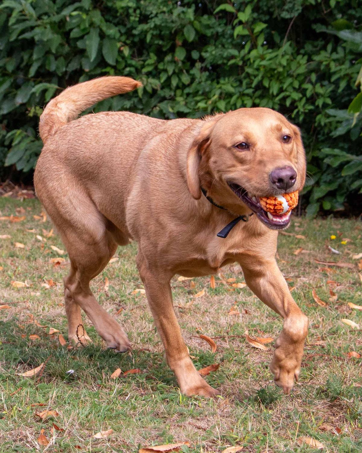 Ancol Playtime Chase Fluffy Ball Dog Toy